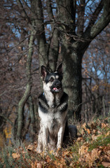 Naklejka na ściany i meble young east european shepherd in the autumn forest