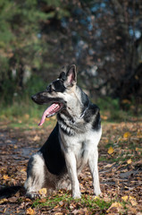 young east european shepherd in the autumn forest