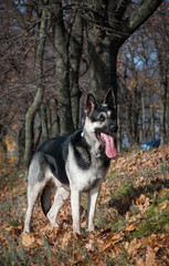 young east european shepherd in the autumn forest