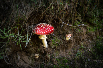 Fliegenpilz am Waldrand