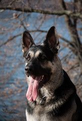 Obraz premium young east european shepherd in the autumn forest
