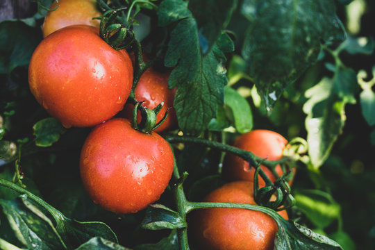 Ripe tomato plant growing ion a farm. Tasty red tomatoes. Blurry background and copy space matt