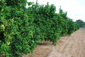 Fototapeta na wymiar Valencia Orange Grove, Spanish Fruit, Spain
