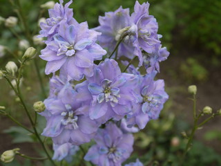 Цветок дельфиниум фиолетовый с голубой каймой