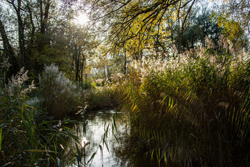 Romantischer Wildbach mit Schilf im Murnauer Moos im Gegenlicht