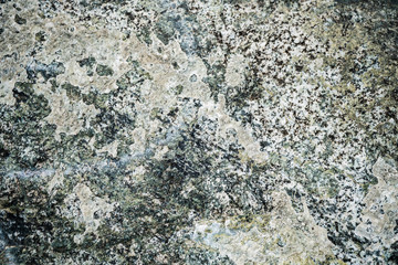 The texture of the stone overgrown with moss. Background image of a boulder