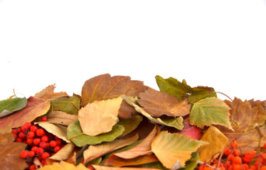 Fototapeta premium autumn background, yellowed leaves on white background
