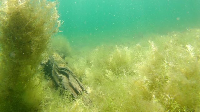 Dense water-starwort vegetation underwater in spring lake
