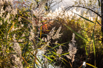 Obraz premium Romantischer Wildbach mit Schilf im Murnauer Moos im Gegenlicht