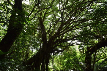 Obraz premium ガジュマルの木