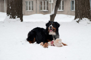 Young Bernese Mountain Dog playing with a toy in the snow