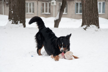 Fototapeta na wymiar Young Bernese Mountain Dog playing with a toy in the snow