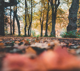 Fall colours pure nature