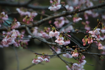 さくらの花のクローズアップ