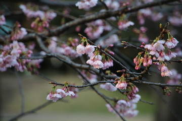 さくらの花のクローズアップ