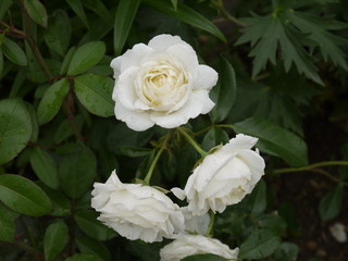 Цветок роза белая