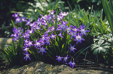 Close up of Chionodoxa luciliae in a flower border