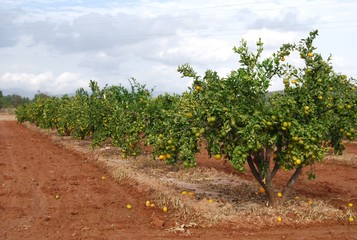 Fototapeta na wymiar Mandarin Orange Orchard, Valencia, Spain