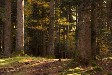 forêt et bois automnal