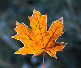 Fototapeta premium Frosted Maple Leaf