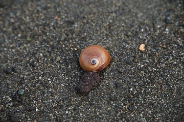 海岸に打ち上げられた貝殻