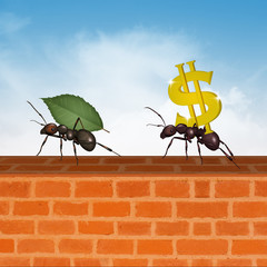 ants and the concept of success