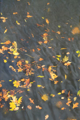 Fototapeta na wymiar Leaves in water