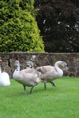 gooses on green grass