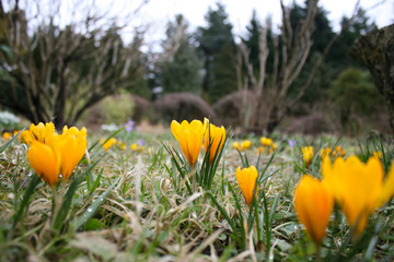 Crocuses