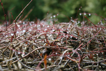 Drops on the branches