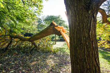  Large tree limb broken off during the "St Jude" storm that travelled across Europe in late October 2013. Wind speeds around 70mph hit southern parts of the UK.