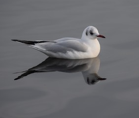 Fototapeta na wymiar seagull in water