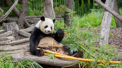 Obraz na płótnie Canvas panda bear at the Berlin zoo