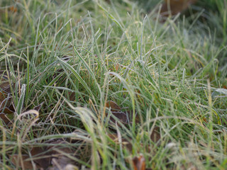 Ice crystals on green grass close up. Nature background.