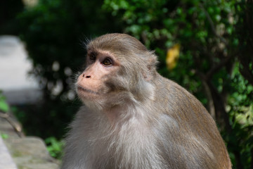 Nepali Monkey