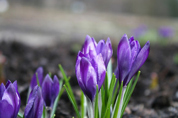 Purple crocuses