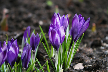 Purple crocuses