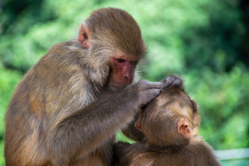 Nepali Monkey grooming