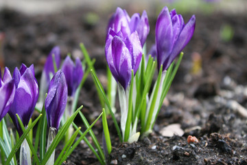 Purple crocuses