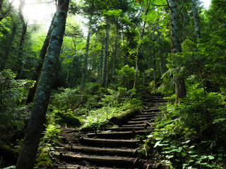 日光白根山の登山道