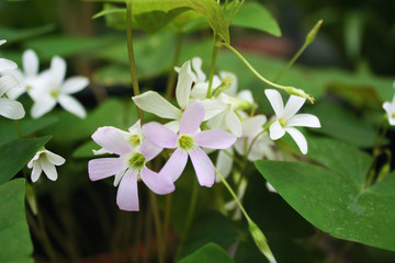 White flowers in the garden