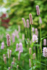 Flowers in the garden