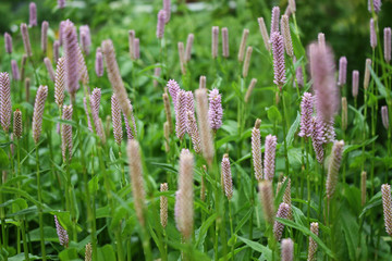 Flowers in the garden