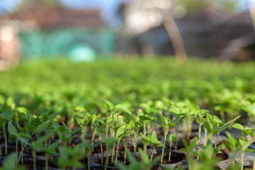 Vegetable plant on blurred background. Young plants in nursery plastic tray, Nursery vegetable farm. close up of seedling growing in black plastic tray.