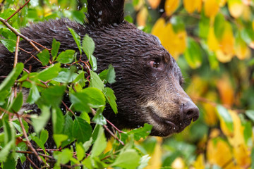Bear Eating Berries in the Bushes