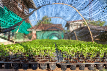Vegetable plant on blurred background. Young plants in nursery plastic tray, Nursery vegetable farm. close up of seedling growing in black plastic tray.
