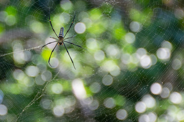 Spider on a web