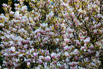 Branches of blooming magnolia with beautiful lowers
