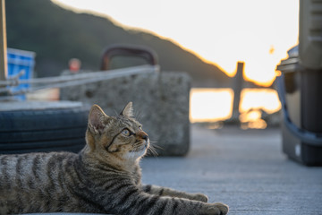 a cat looking into the far distanse