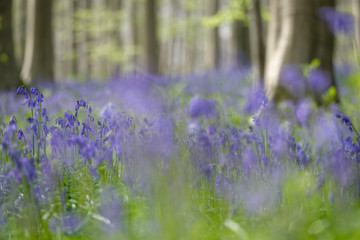 Naklejka premium Hasenglöckchen im Rotbuchenwald von Hallerbos, Belgien